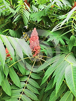 Green tropical background large exotic leaves. tropical plant foliage texture, large palm leaf nature background