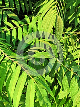 Green tropical background large exotic leaves. tropical plant foliage texture, large palm leaf nature background