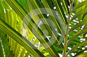 Green tropical background with palm tree leaves in detail, diagonal composition, summer holidays concept