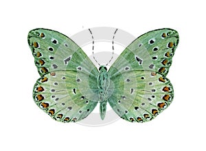 green tropical butterfly with red spots