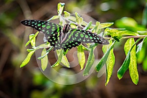 Green tropical butterfly