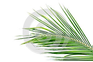 Green tropical coconut leaves on white isolated background