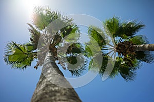 Green Tropical Coconut Palm Trees in the Blue Sunny Sky