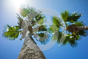 Green Tropical Coconut Palm Trees in the Blue Sunny Sky