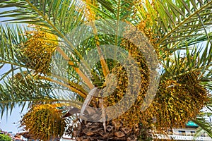 Green Tropical Coconut Palm Trees in the Blue Sunny Sky