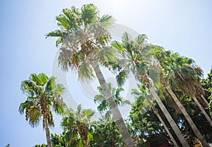 Green Tropical Coconut Palm Trees in the Blue Sunny Sky