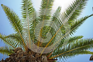 Green Tropical Coconut Palm Trees in the Blue Sunny Sky