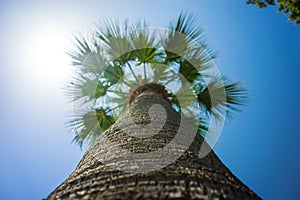 Green Tropical Coconut Palm Trees in the Blue Sunny Sky