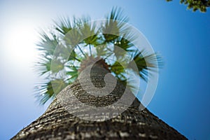 Green Tropical Coconut Palm Trees in the Blue Sunny Sky