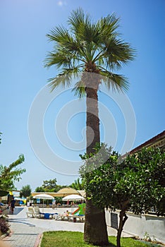 Green Tropical Coconut Palm Trees in the Blue Sunny Sky