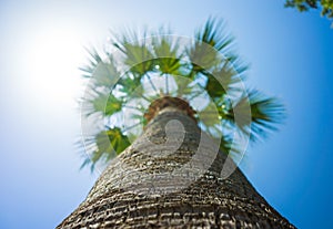 Green Tropical Coconut Palm Trees in the Blue Sunny Sky