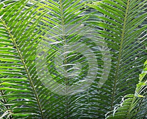 Green tropical fern close up