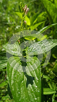 Green tropical flower bush bloom