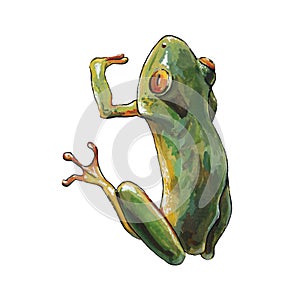 Green tropical frog hanging on watercolor illustration. Red eye tree animal hand drawn image. Small funny exotic holding branch f