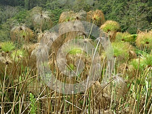 Green tropical grass in Boquete Panama moving in the wind