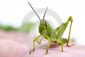 Green tropical grasshopper on hand. Garden grasshopper head closeup. Exotic insect macrophoto. Summer grasshopper