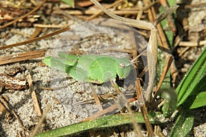 Green tropical grasshopper resting on grass