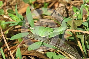 Green tropical grasshopper resting on leaf