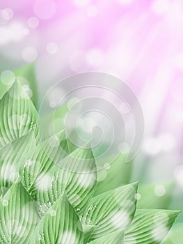 Green tropical hosta leaves with sunny spring pink abstract bokeh background