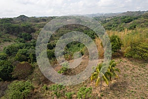 Green tropical jungle landscape