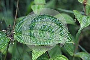 Green Tropical Leaf