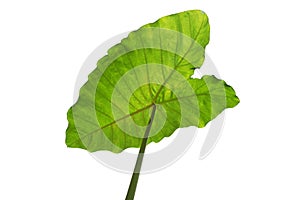 Green tropical leaf background - Giant Upright Elephant Ear close-up