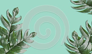 Green tropical leaf fern with vintage green tone background.