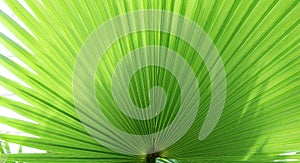 Green tropical leaf in the shape of a fan. Washingtonia palm tree leaf closeup with place for text. Tropical design template for
