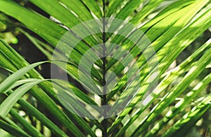 Green tropical leaf on a sunny day background. Exotic natural backdrop. Summer concept