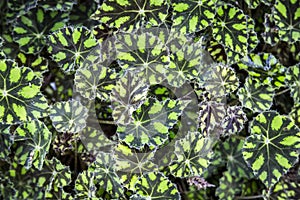 Green tropical leafs pattern