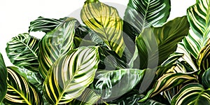 green tropical leaves backdrop on a white isolated background