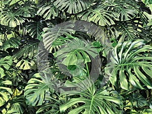 Green tropical leaves background, wall covered with green plants, nature and art design concept
