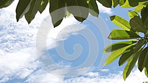 Green tropical leaves on a blue sky background. Sunny day on the tropical island of Bali, Indonesia.