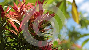 Green tropical leaves on a blue sky background. Sunny day on the tropical island of Bali, Indonesia.