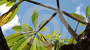 Green tropical leaves on a blue sky background. Sunny day on the tropical island of Bali, Indonesia.