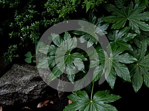 Green tropical leaves Fatsia or Japanese aralia Aralia sieboldii o Fatsia japonica, Araliaceae, ornamental plants backdrop