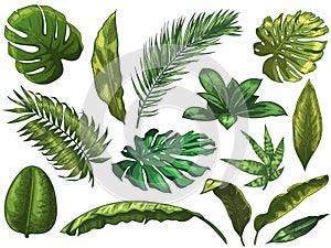 Green tropical leaves. Hand drawn rainforest nature leaf, color sketched monstera leaves vector illustration set