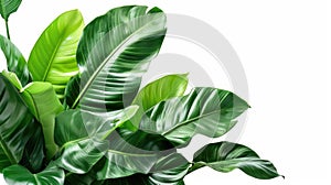Green tropical leaves isolated on white background, composition of plants and bushes. Concept of foliage, tree, natural leaf,