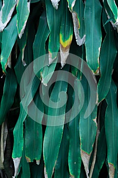 Green tropical leaves, leaf background ,nature concept