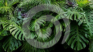 Green tropical leaves of Monstera, fern, and palm fronds the rainforest foliage plant bush floral arrangement on dark