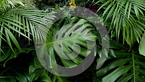 Green tropical leaves Monstera, palm, fern and ornamental plants backdrop