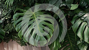 Green tropical leaves Monstera, palm, fern and ornamental plants backdrop background.