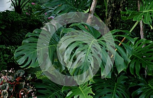 Green tropical leaves Monstera, palm, fern and ornamental plants garden background