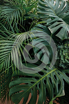 Green tropical leaves nature backdrop, floral arrangement with M