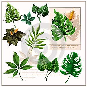 Green tropical leaves pictograms set