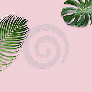 Green tropical leaves on pink background with copy space