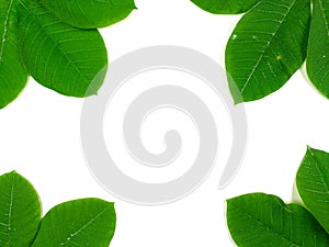 Green tropical leaves are placed on a white background with part of the leaf layout and copy space