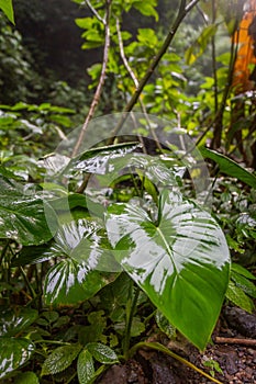 Green tropical leaves.Ornamental plants backdrop.