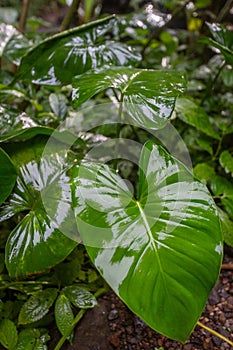 Green tropical leaves.Ornamental plants backdrop.