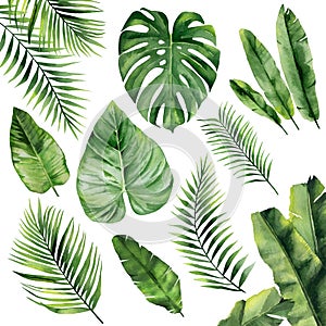 Green tropical leaves set. Exotic fronds. Botanical plant details. Watercolour illustration isolated on white background